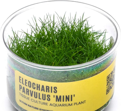 Ultum Nature Systems Mini Dwarf Hair Grass Eleocharis Parvulus Tissue Culture Live Plant for