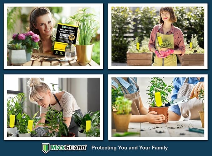 MAXGUARD (30 Pack) Yellow Stake Sticky Insect/Bug Traps - Catch and Kill Fungus Gnats, Whiteflies