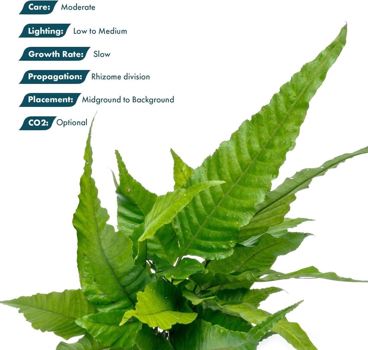 SubstrateSource Live Plants - El Niño Fern (Bolbitis heteroclita) - Midground to Background