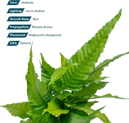 SubstrateSource Live Plants - El Niño Fern (Bolbitis heteroclita) - Midground to Background