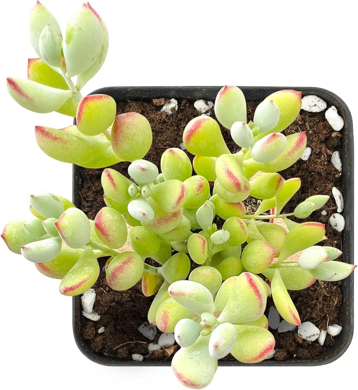 Sprout N Green Cotyledon Pendens, 1 Live Mini Succulent Plant Fully Rooted in 2in Pot, Real House