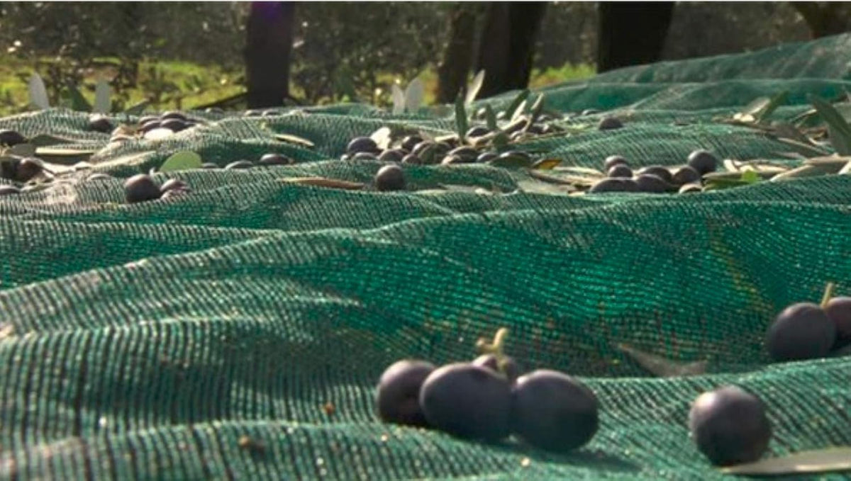 Green Plantation Fruit Collection Agricultural Harvesting Netting Walnut Olive Chestnut Apricot
