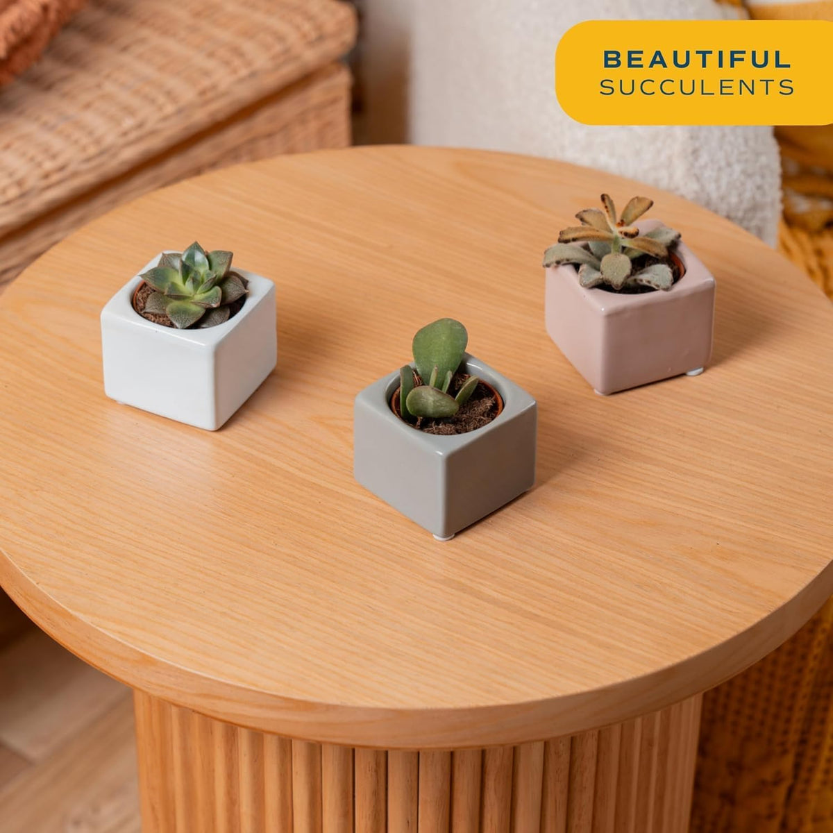 Costa Farms Mini Succulents (3-Pack), Assorted Live Indoor Succulent Plants in Cute Decor Planters