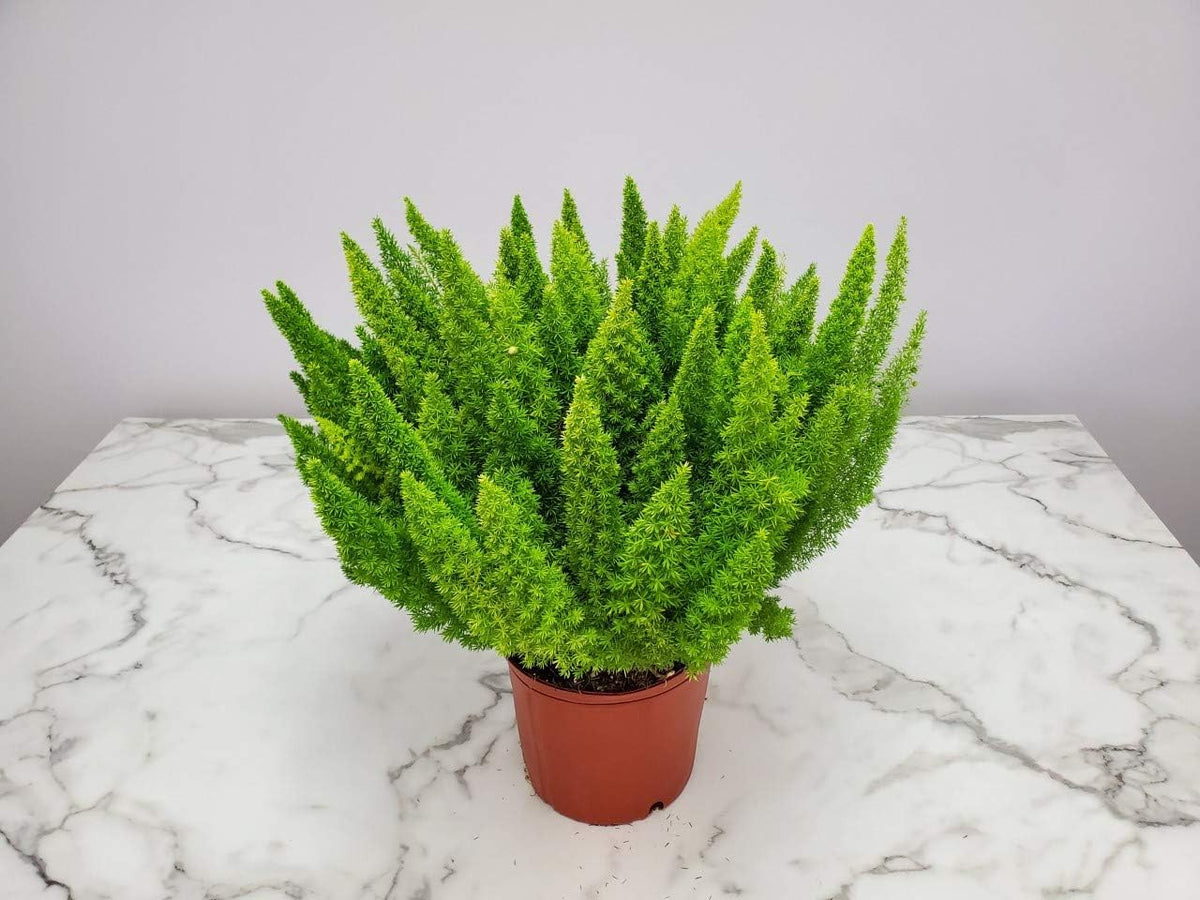 Foxtail Fern Plant - Live Asparagus Fern - 3 Gallon Pot - Overall Height 20" to 24" - Tropical