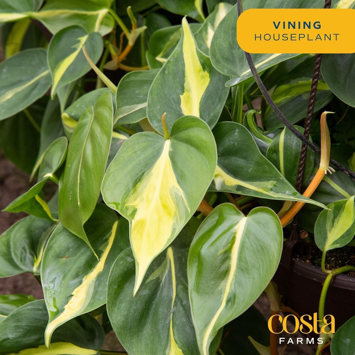 Costa Farms Philodendron Live Plant, Grower's Choice Indoor House Plant, Easy to Grow Vining