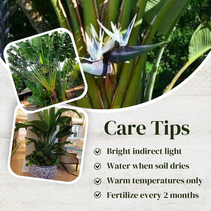 Bird of Paradise Plants Live (4-Pack), Strelitzia Plants with Perennial White Flowers