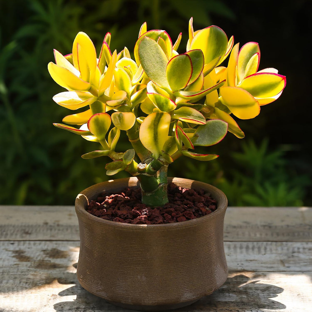 Sprout N Green Golden Jade - Crassula Ovata 'Hummel Sunset', Rare Cute Succulent Plant Fully Rooted