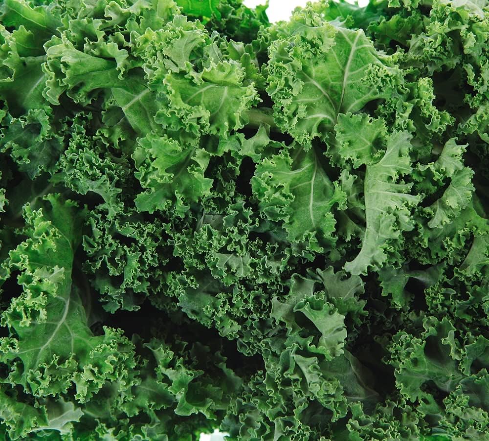 Dwarf Siberian Kale Seeds for Planting – Plant & Grow Heirloom Non-GMO Dwarf Siberian Kale in Home