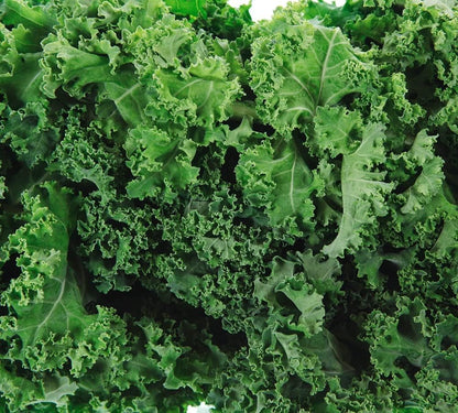 Dwarf Siberian Kale Seeds for Planting – Plant & Grow Heirloom Non-GMO Dwarf Siberian Kale in Home
