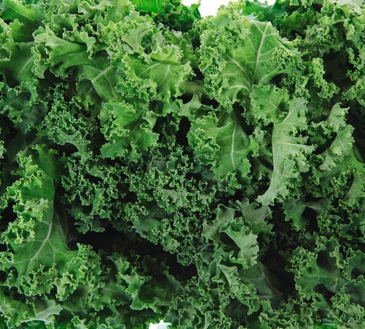 Dwarf Siberian Kale Seeds for Planting – Plant & Grow Heirloom Non-GMO Dwarf Siberian Kale in Home