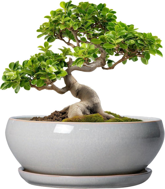 SQOWL Bonsai Pots - 10 Inch Ceramic Succulent Pots with Drainage Hole and Saucer, Large Shallow