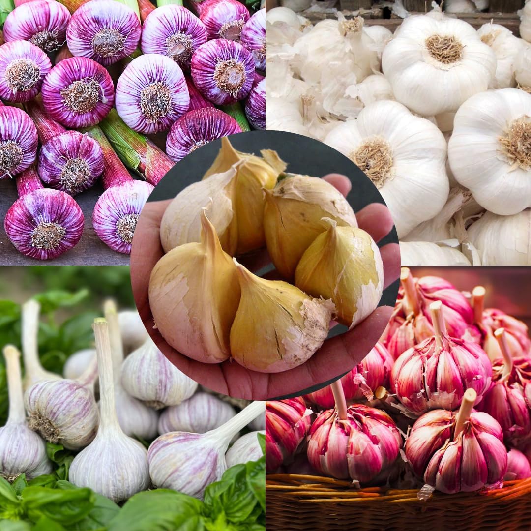 1 Pound Hard Neck Garlic for Planting in Fall, Assorted Mixed Garlic Bulb for Planting, Fresh and
