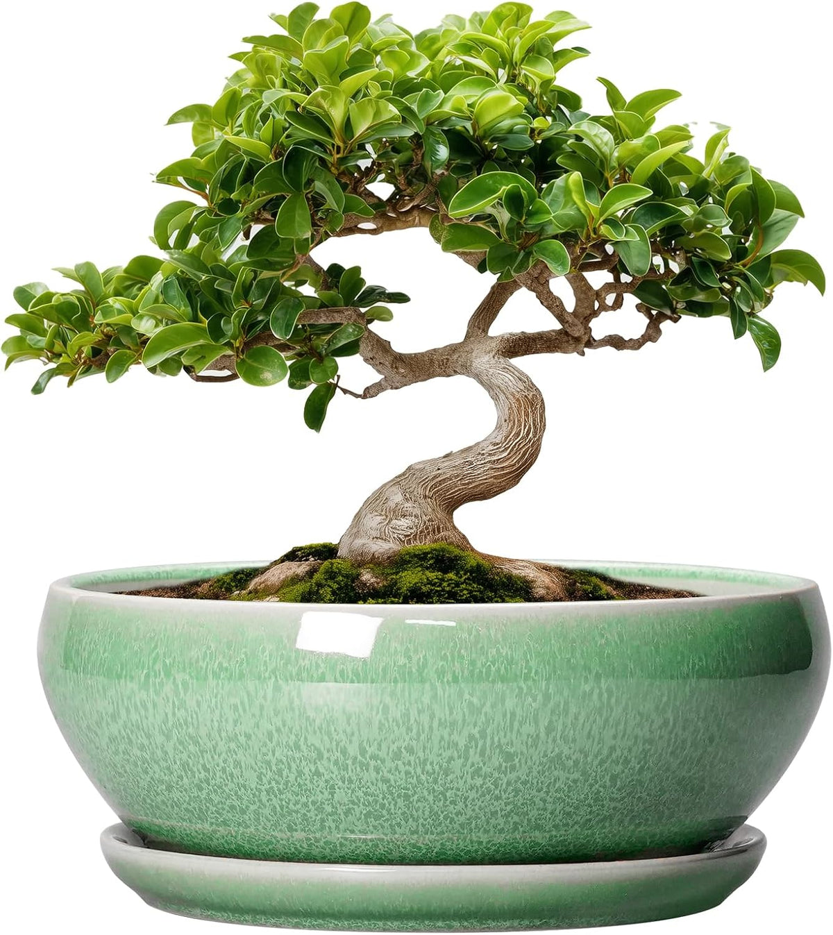 SQOWL Bonsai Planter - 8 Inch Ceramic Succulent Planters for Indoor Plants Outdoor, Shallow Round
