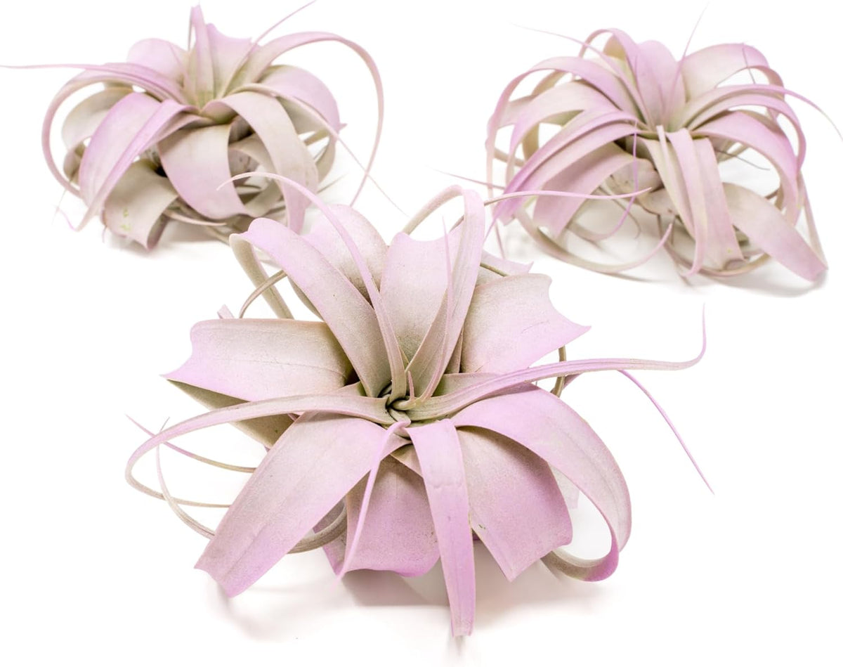 Lavender Colorful Tillandsia Air Plants - Long Lasting Color Enhanced Live Tillandsia Succulent