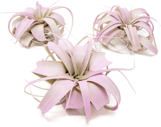Lavender Colorful Tillandsia Air Plants - Long Lasting Color Enhanced Live Tillandsia Succulent