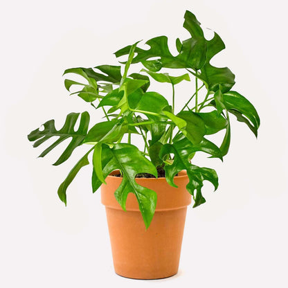 Philodendron Monstera Minima Live Plant for Indoor | Different Houseplants in 4'' & 6'' Pot | Real