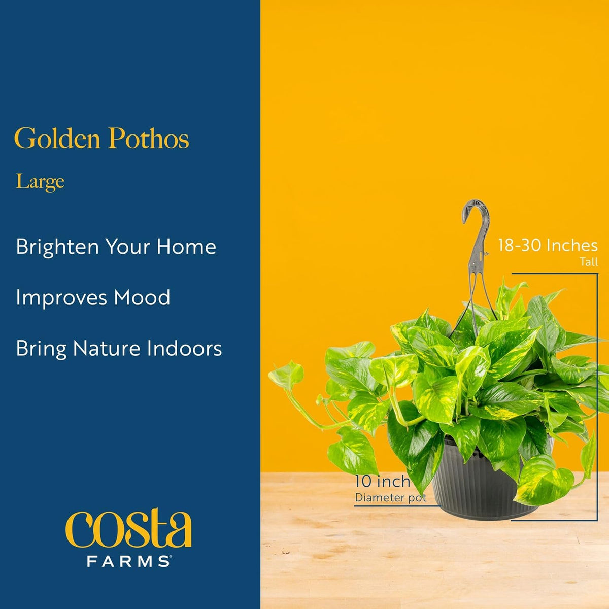 Costa Farms Golden Pothos Live Plant, Devil's Ivy in Hanging Basket Pot, Easy to Maintain, Large