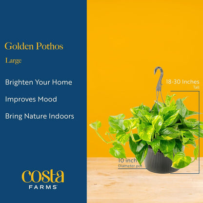 Costa Farms Golden Pothos Live Plant, Devil's Ivy in Hanging Basket Pot, Easy to Maintain, Large