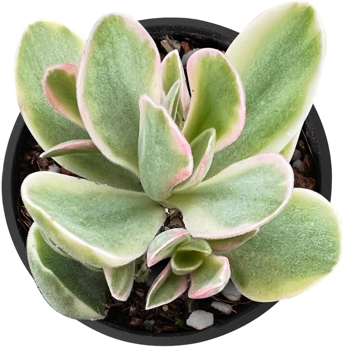 2" Rare Succulent Variegated Money Maker Plant, Live Succulents Plants Fully Rooted in Grower Pots