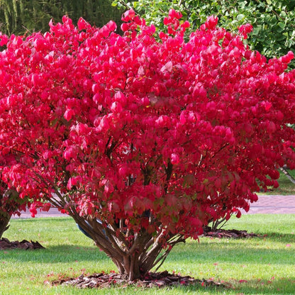 Burning Bush Shrub, Dwarf Burning Bush Live Plant in 4 Inch Pot, Red Shrub No Shipping to N.Y. CA