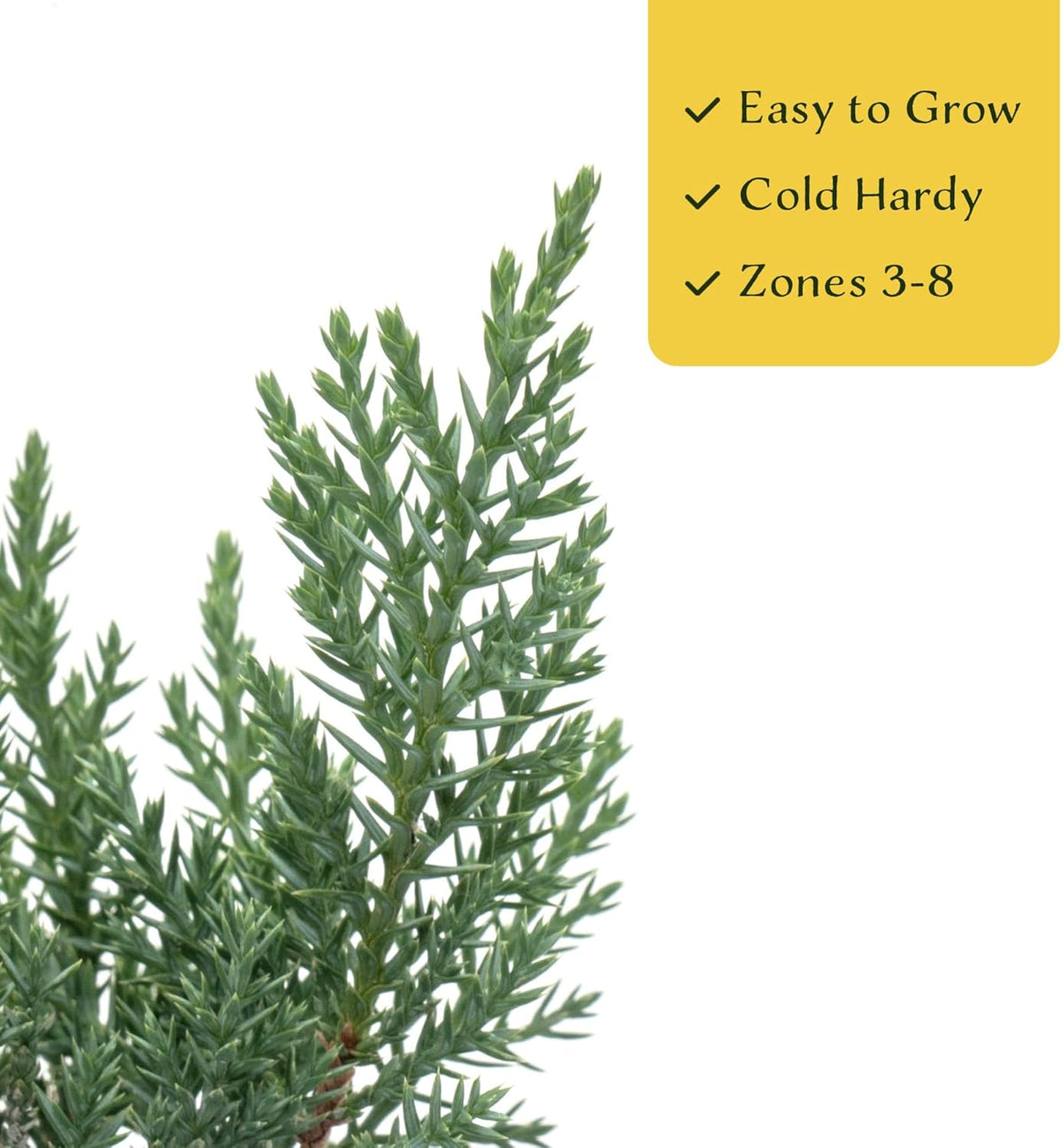 6 Tamarix Juniper in 3.5" Nursery Cubes | Juniperus Sabina ‘Tamariscifolia’ | Dense