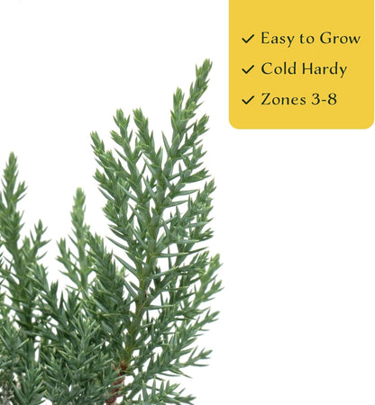 6 Tamarix Juniper in 3.5" Nursery Cubes | Juniperus Sabina ‘Tamariscifolia’ | Dense