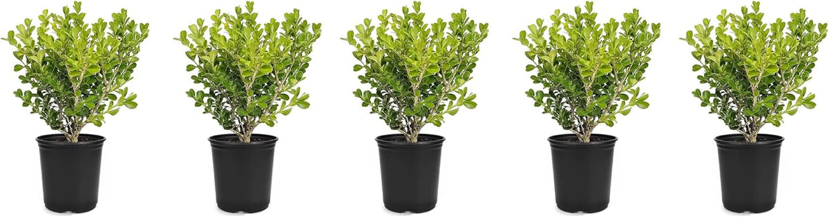 Japanese Boxwood | 5 Live 4 Inch Pots | Buxus Microphylla | Formal Evergreen Low Maintenance Hedge