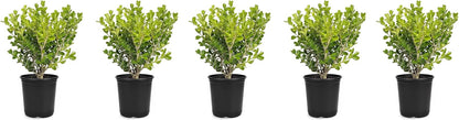 Japanese Boxwood | 5 Live 4 Inch Pots | Buxus Microphylla | Formal Evergreen Low Maintenance Hedge
