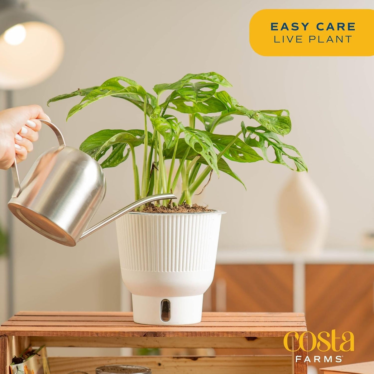 Costa Farms Little Monstera Plant, Easy to Grow Houseplant, Live Indoor Plant Potted in Cute Garden