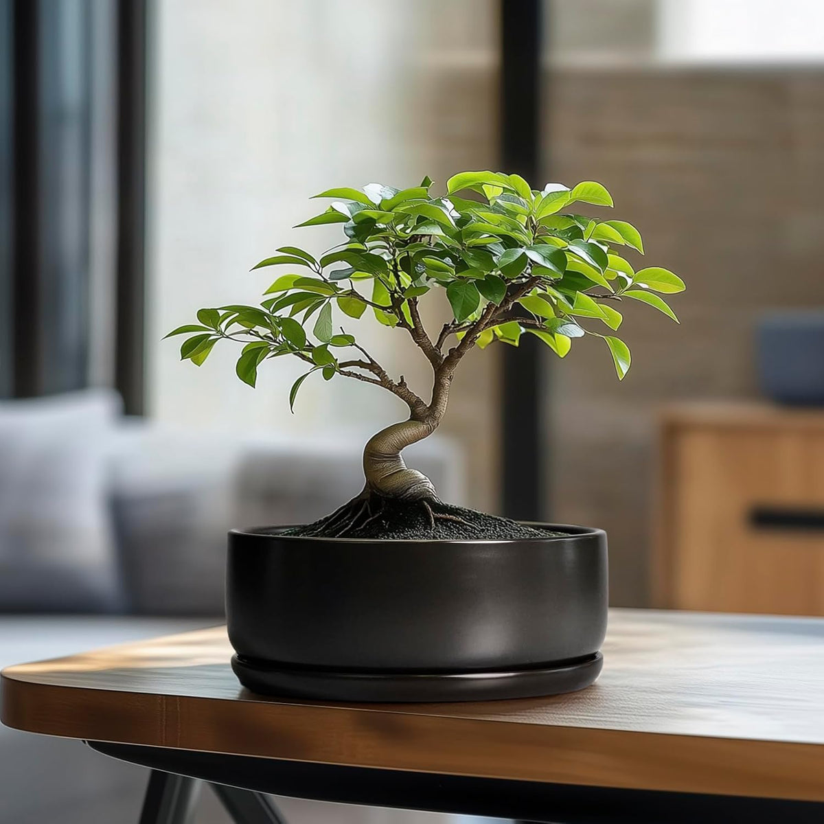 SQOWL Bonsai Pots - 8 Inch Ceramic Plant Pots for Succulents, Round Indoor Planter with Drainage