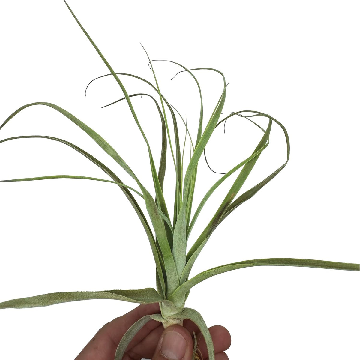 ragnaroc Air Plants - Tillandsia Straminea Jumbo 6-9" - 3ct - Live Arrival Guaranteed - House