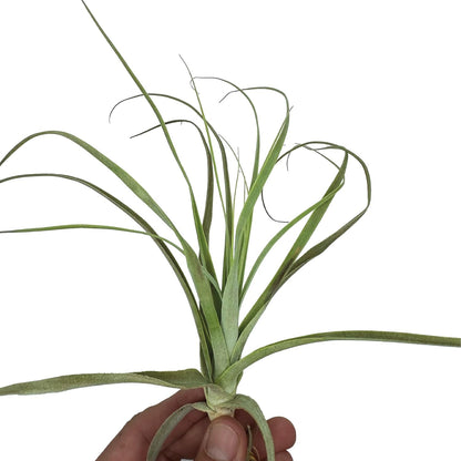 ragnaroc Air Plants - Tillandsia Straminea Jumbo 6-9" - 3ct - Live Arrival Guaranteed - House