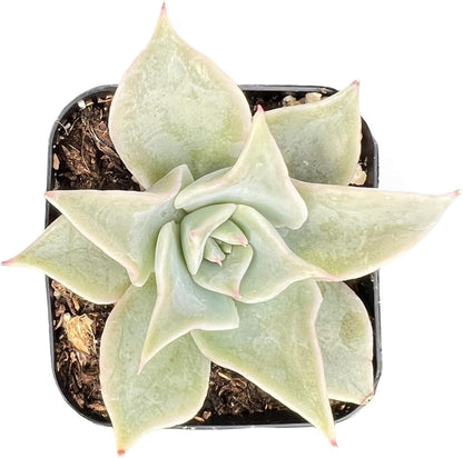 Sprout N Green Echeveria Madiba, Rare Live Succulent Plant Fully Rooted in 2" Planter with Soil