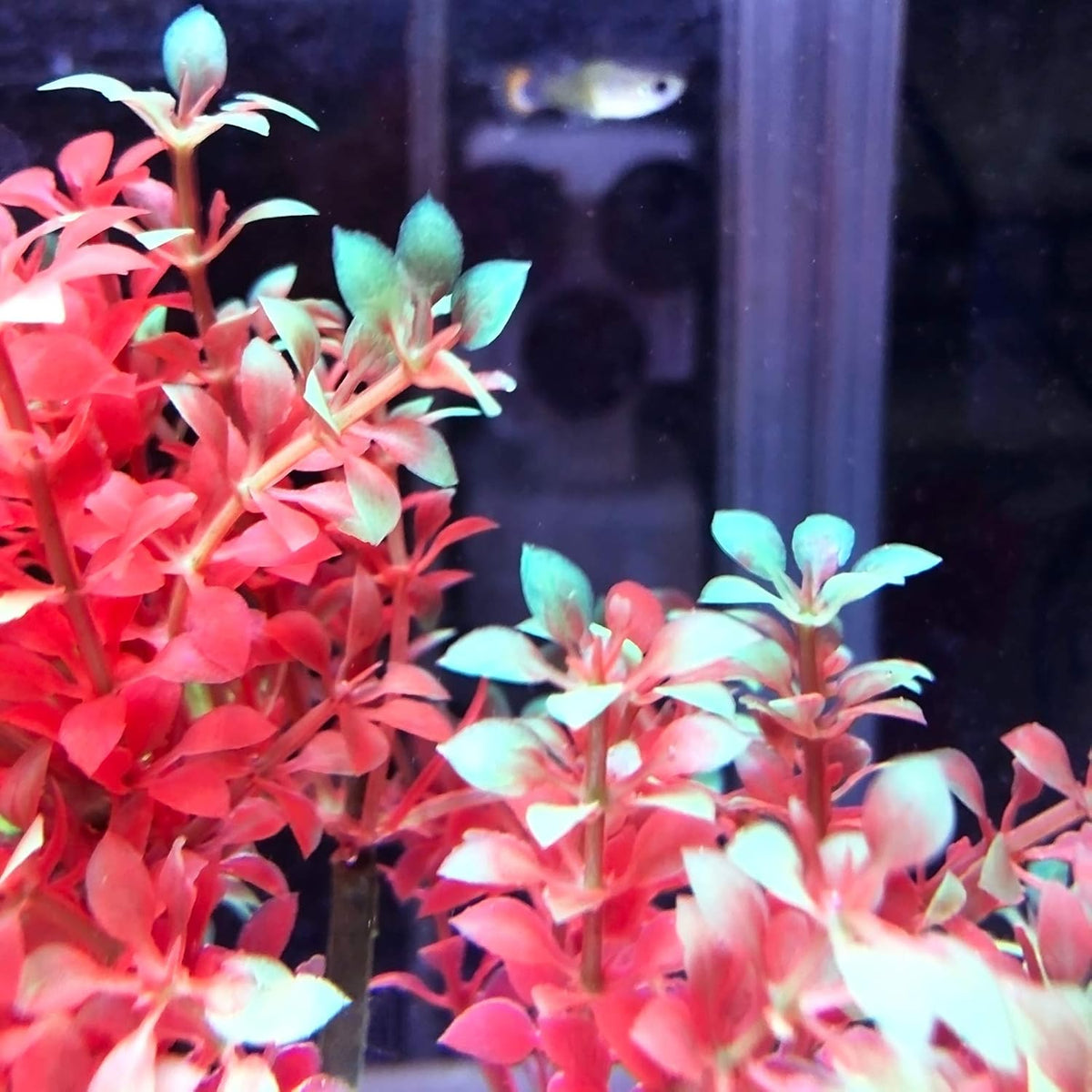 Mipukbay Aquarium Plants Tree - Red & Green Artificial Plastic Fish Tank Decor, Realistic Ornament
