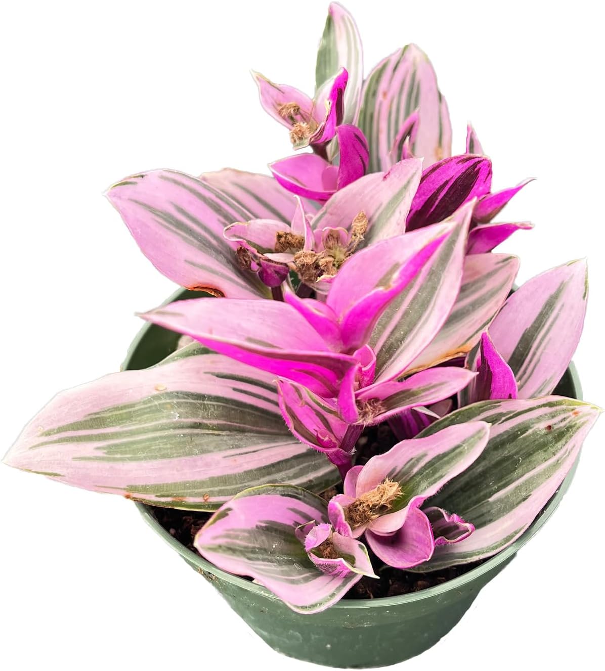 Live Succulent Plants Tradescantia Nanouk, Easy Care Potted Succulents, Approx 4" D x 4" H, Indoor