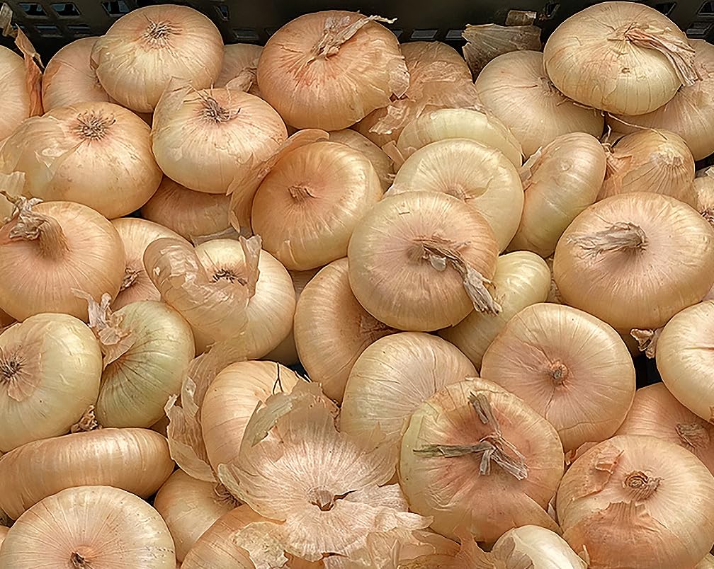 Cipollini Yellow Onion - Coin Shaped Sweet Onion - 400 Seeds