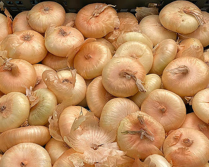 Cipollini Yellow Onion - Coin Shaped Sweet Onion - 400 Seeds