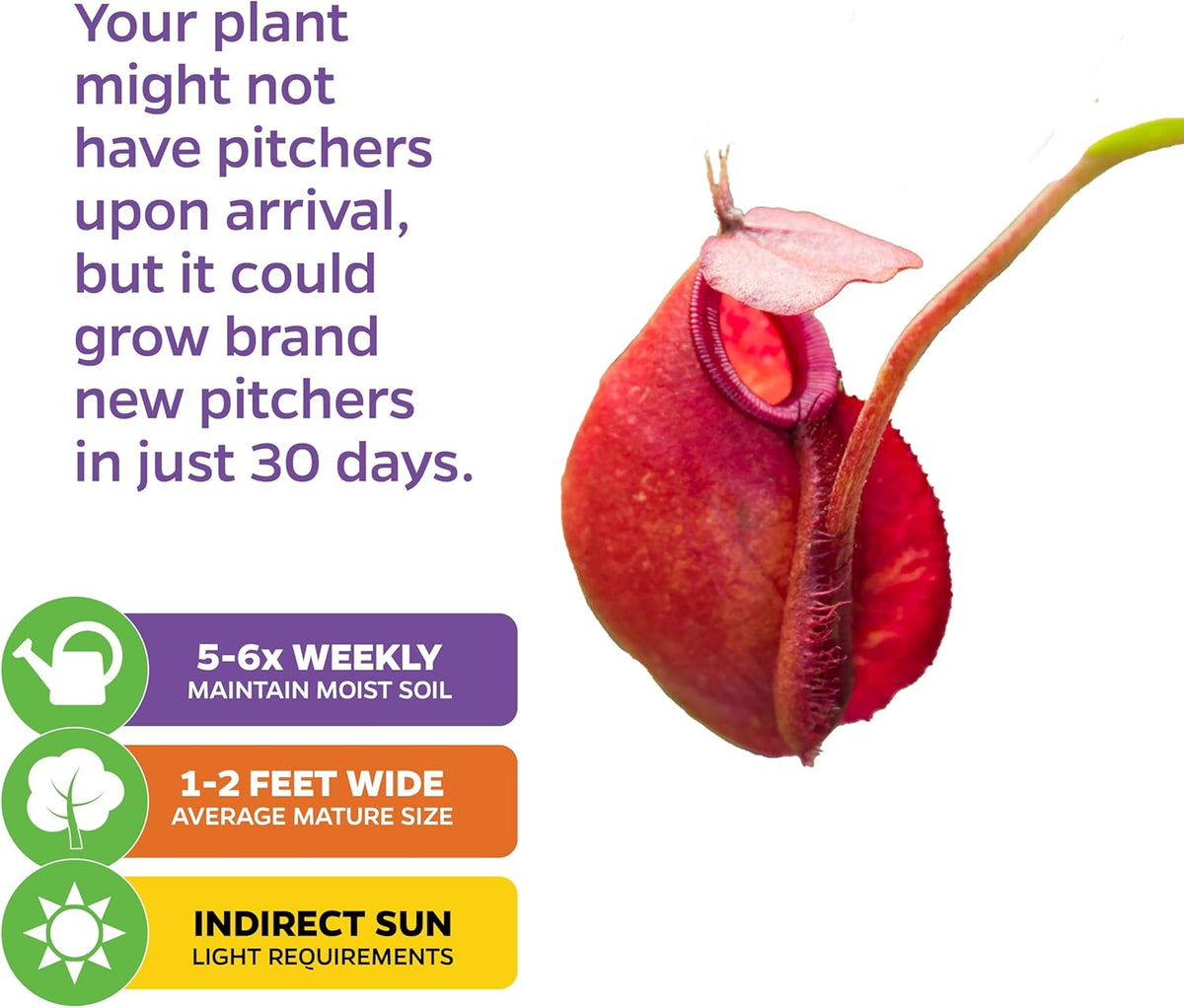 Lady Luck Carnivorous Pitcher Plant - Wellspring Gardens Starter Plant - Nepenthes Ampullaria x