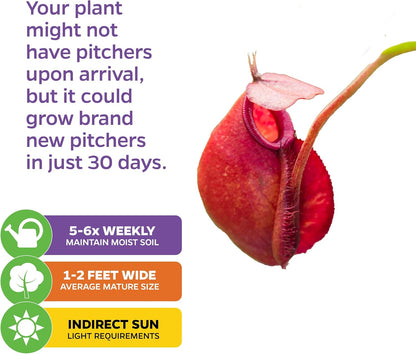 Lady Luck Carnivorous Pitcher Plant - Wellspring Gardens Starter Plant - Nepenthes Ampullaria x