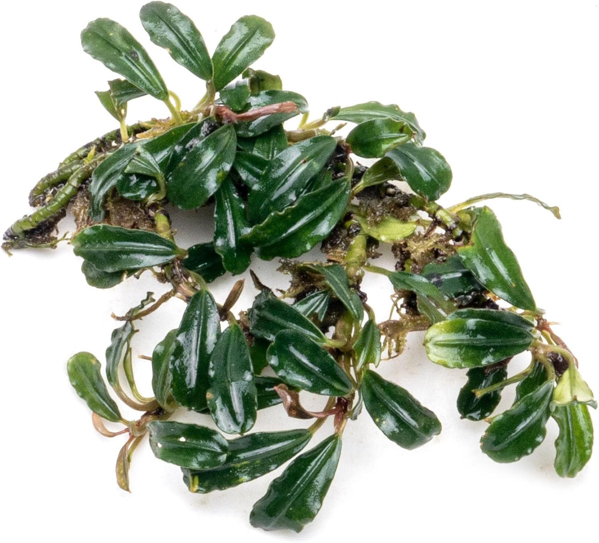 SubstrateSource Bucephalandra Lamandau Mini Purple Live Aquarium Plant - Natural Freshwater Fish