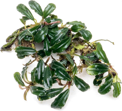 SubstrateSource Bucephalandra Lamandau Mini Purple Live Aquarium Plant - Natural Freshwater Fish