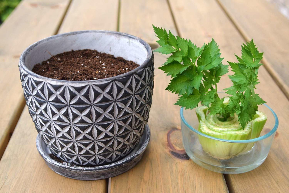 GARDENERA Premium Celery Potting Soil Mix - Optimal Nutrient-Rich Blend for Thriving and Crisp