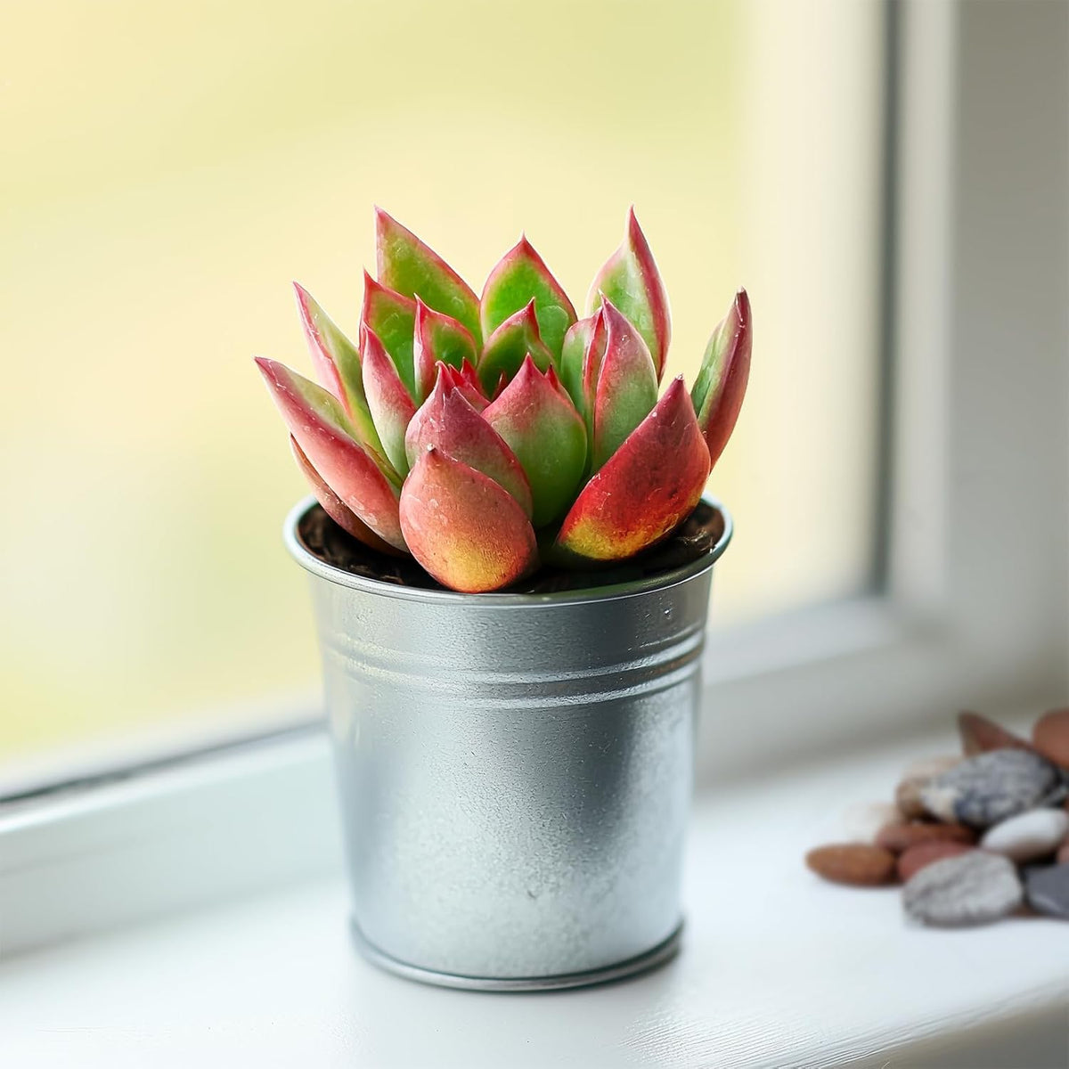 2" Live Succulent 'E. Agavoides Horse', Rare Succulent Plants Fully Rooted in Pots, Unique House