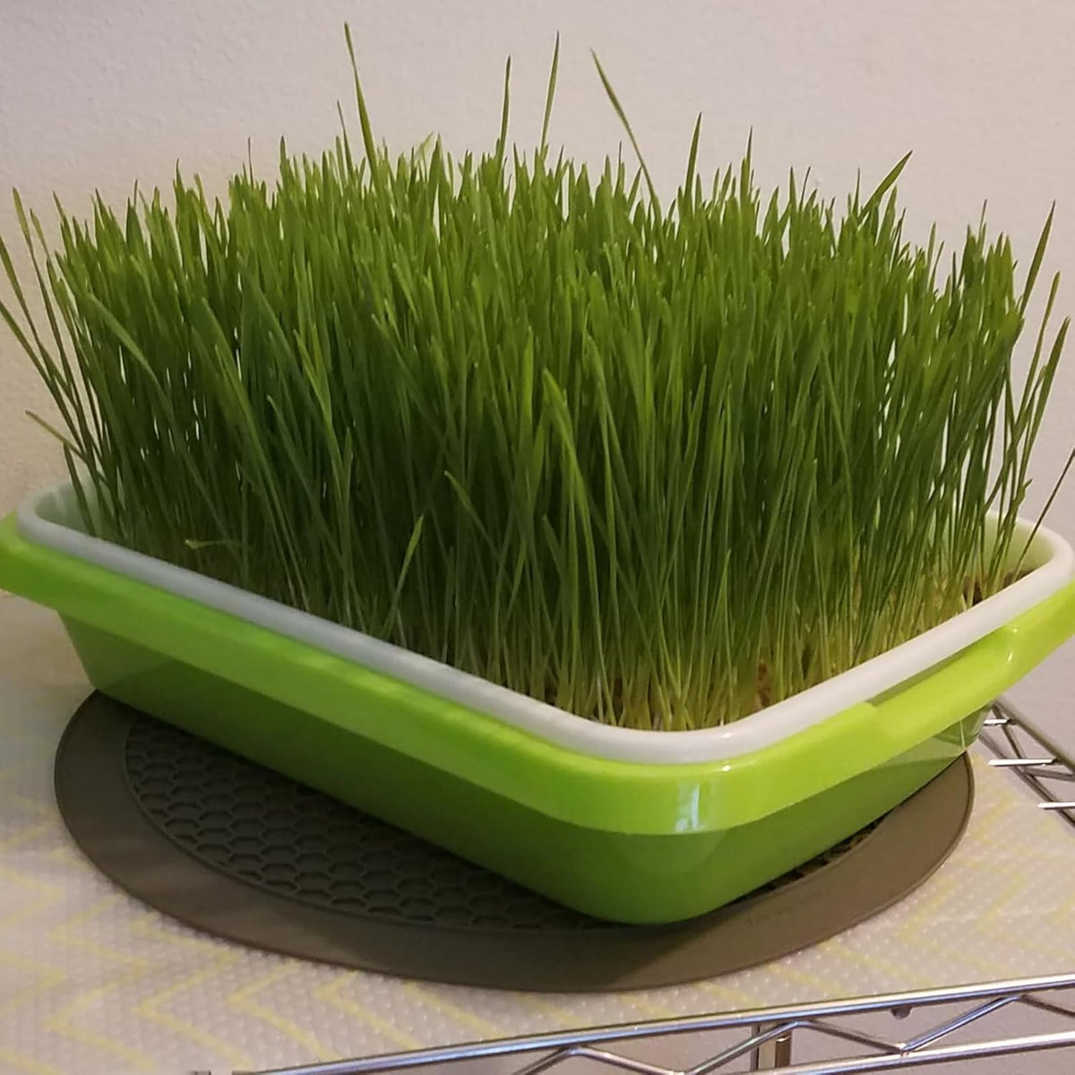 8 Pack Seed Sprouter Tray, BPA Free, Big Capacity Seed Germination Tray, Healthy Wheatgrass Seeds