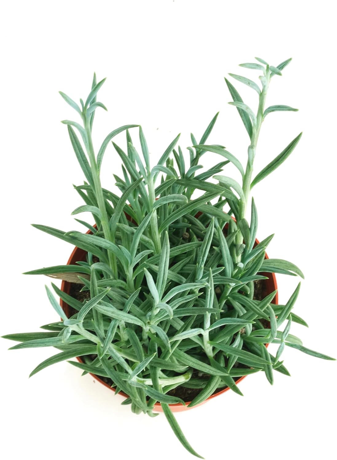 Shop Succulents String of Fishhooks Hanging Succulent, Senecio Radicans Glauca, Fully Rooted Live