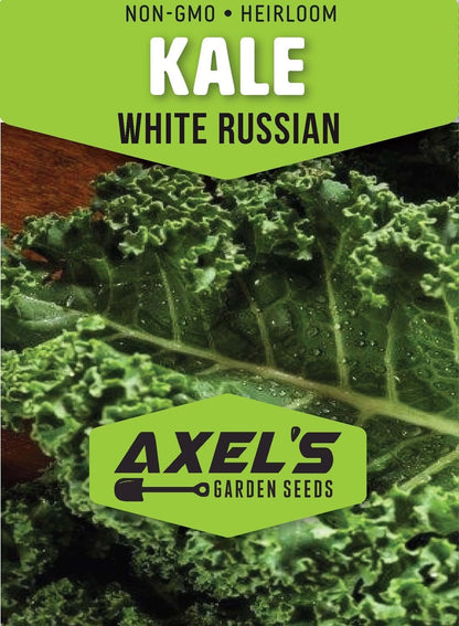 White Russian Kale Seeds for Planting – Plant & Grow Heirloom White Russian Kale in Home Outdoor