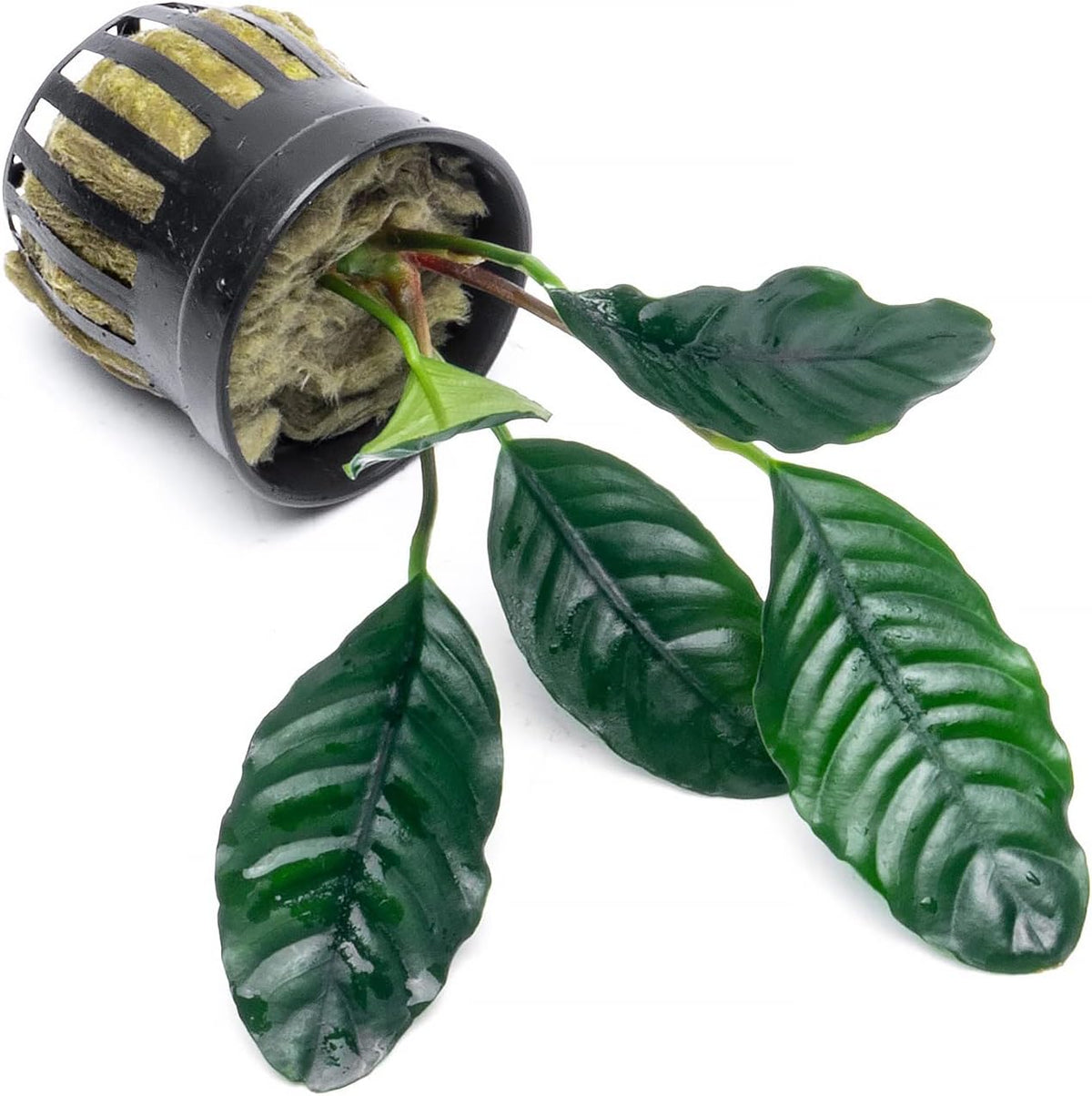 SubstrateSource Anubias Live Aquarium Plants - Potted Freshwater Plant for Fish Tanks, Terrariums