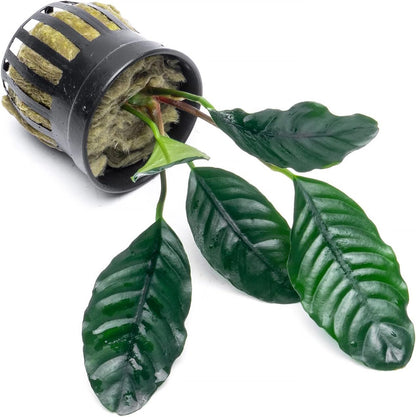 SubstrateSource Anubias Live Aquarium Plants - Potted Freshwater Plant for Fish Tanks, Terrariums
