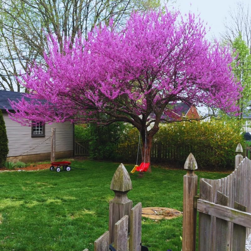5 Dormant Eastern Redbud Trees Live Plants Seedlings Bare Roots, 6 to 13 Inc Tall Red Bud Trees