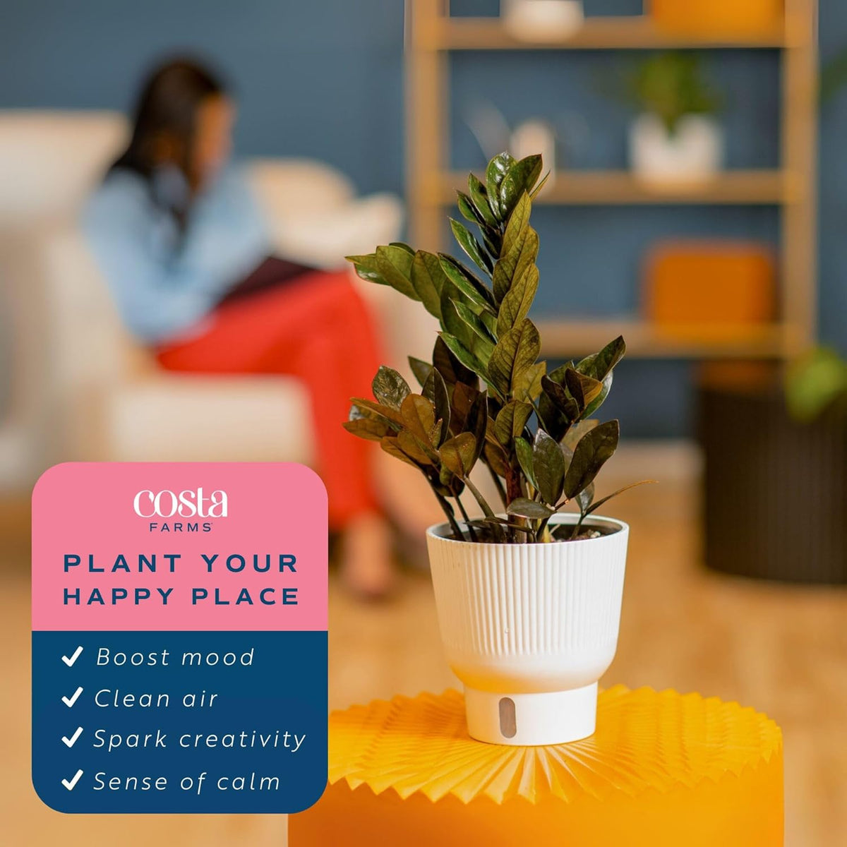 Costa Farms Raven ZZ Live Plant in Self Watering Pot, Easy to Maintain, Air Purifying Indoor